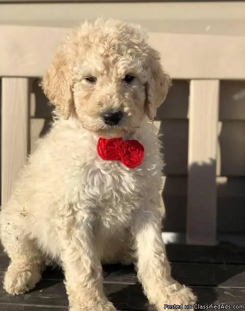 labradoodle puppies available for sale