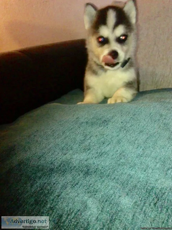 Huo