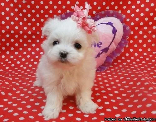 Ckc Healthy Maltese Puppies For Sale