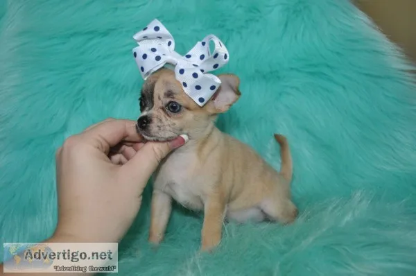 Tea cup chihuahua puppies-seattle