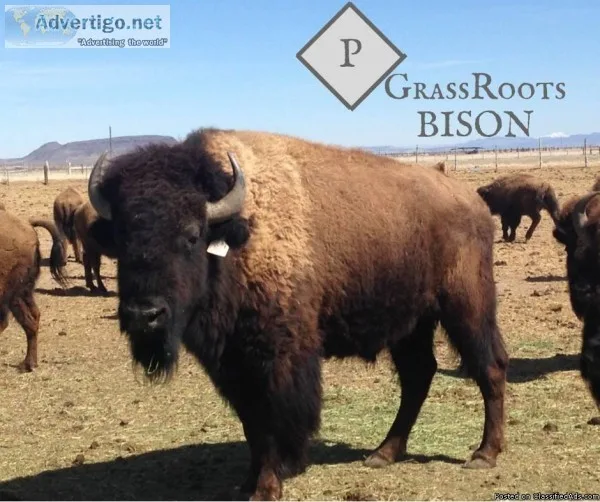 Harvest Bison Hunt
