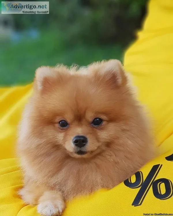 get a new best friend pomeran puppy for re homing