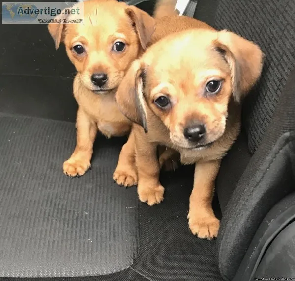 Graco Car Seat