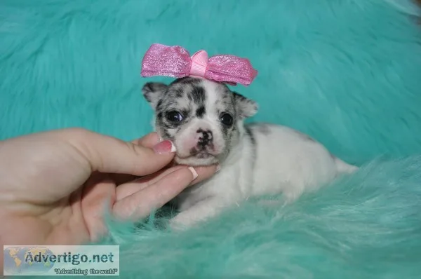 Tea cup chihuahua puppies phoenix
