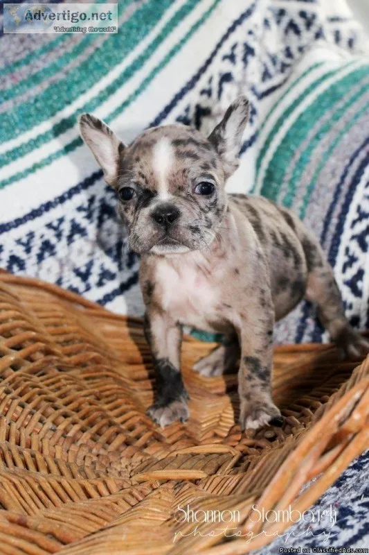 Cody Male Frenchton