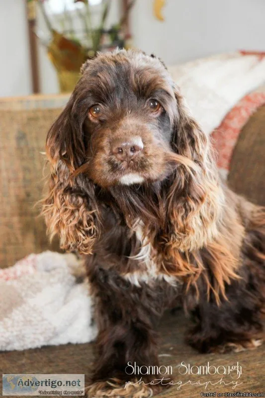 Princess Female Cocker Spaniel ACA