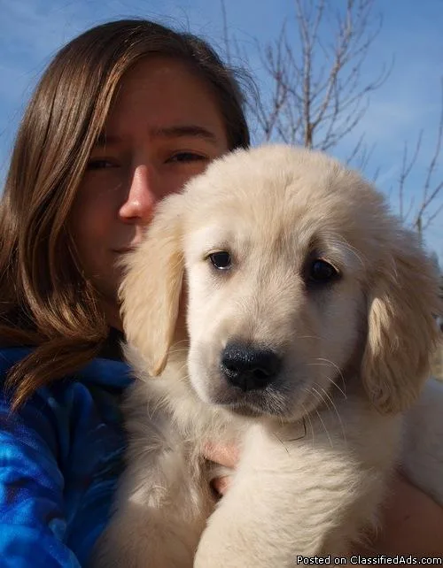Healthy Golden Retriever Puppies for Sale