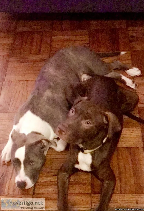 Rehoming a 6 month chocolate pit mix