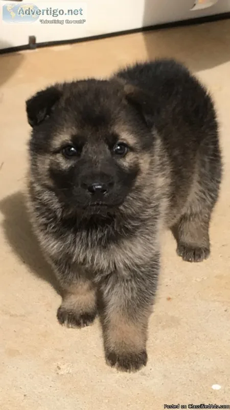 German Shepherd