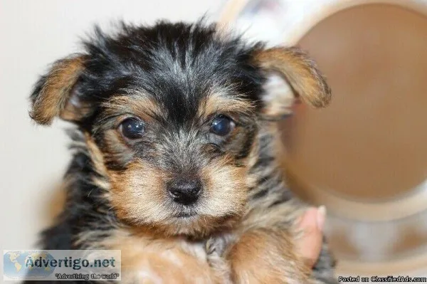 Yorkie puppies for Adoption