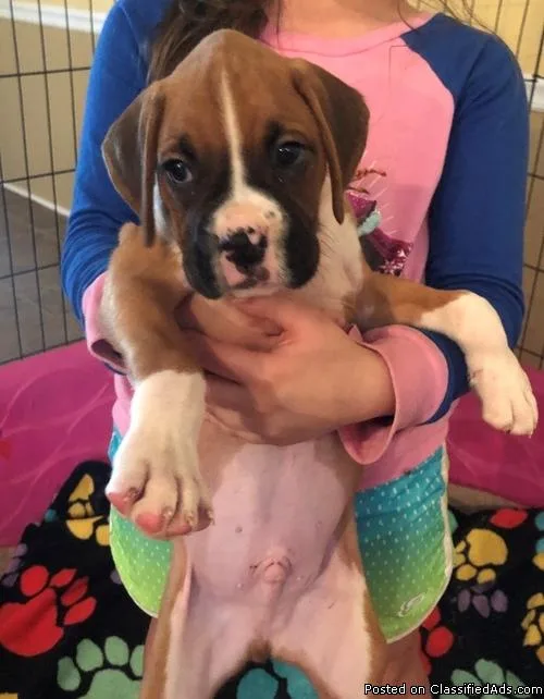 Boxer puppies available for sale