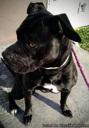 Male pit bull