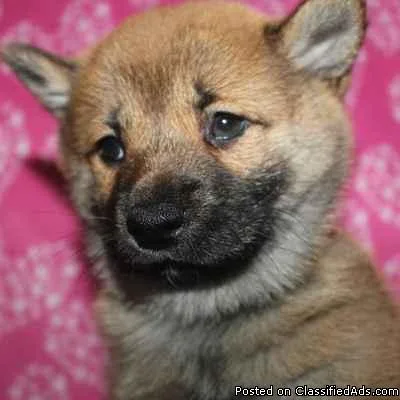Shiba Inu