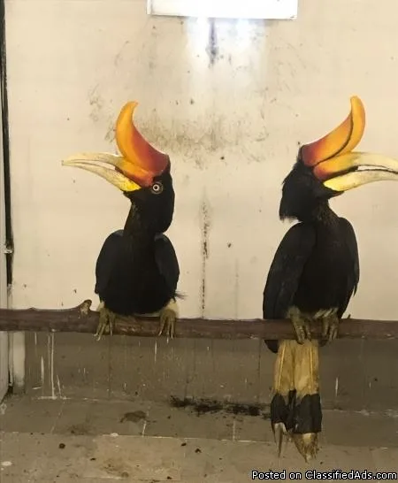 Rhinoceros Hornbill for sale TEXT me at 424 261 0379