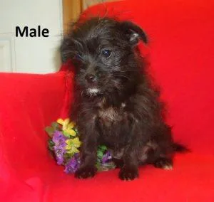 PomChiPoo Designer Hybrids DOB Dec. 19 2018