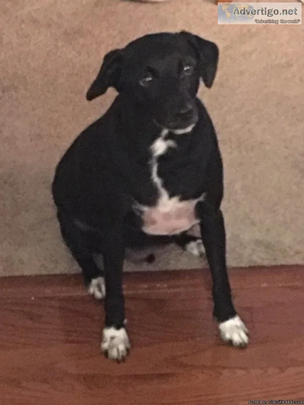 Whippet mix dog
