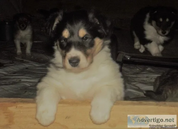 Herbie Male Collie