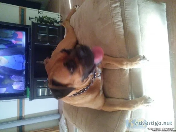 3.5 yr Female papered Boxer