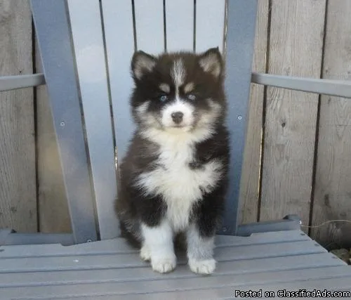 Healthy Pomsky Puppies for Sale