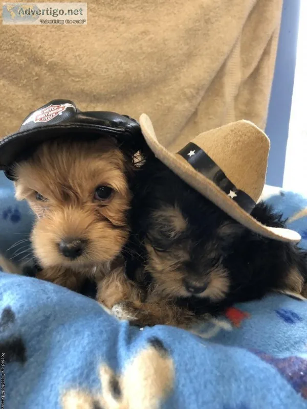 Yorkiepoo
