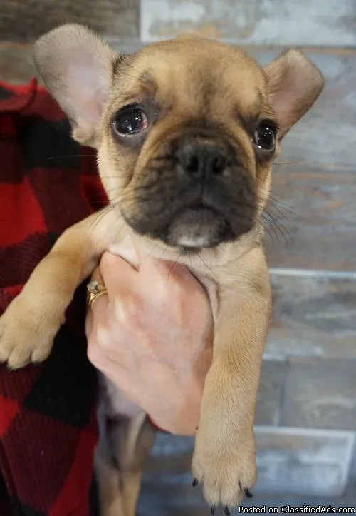 french bulldog puppies available for sale
