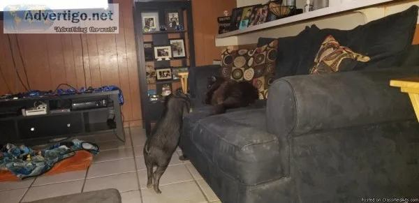 5 month old black Male min potbelly pig