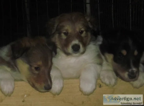 Harvey Male Collie