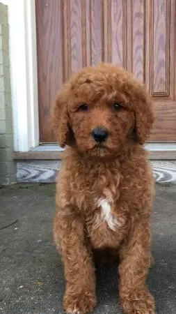 Female and Male Poodle AKC registered