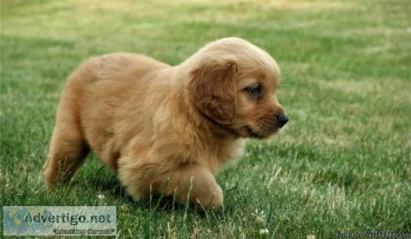 Golden Retriever Puppies for Sale