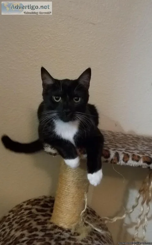 Cat looking for her 4ever Family