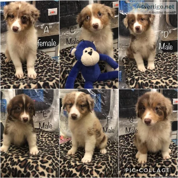 Red Australian Shepherd Pups