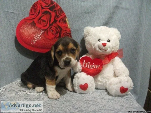 Cody Male Beagle