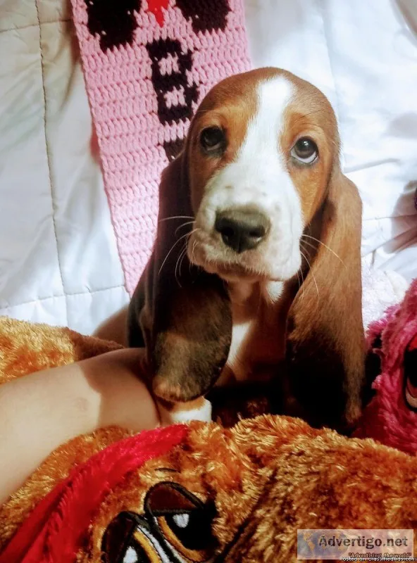 Basset hound AKC
