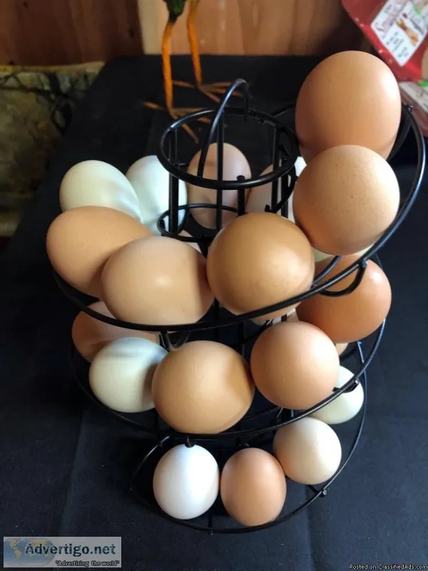 Chicken EGGS
