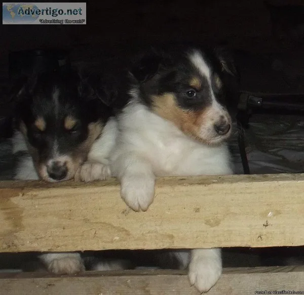 Hattie Female Collie
