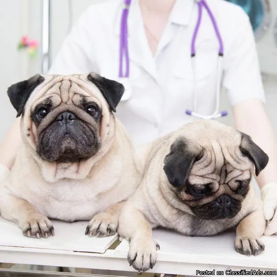 Lakeland Animal Clinic
