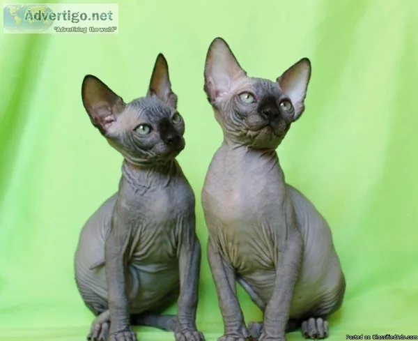 Beautiful Sphynx Kitten For Sale