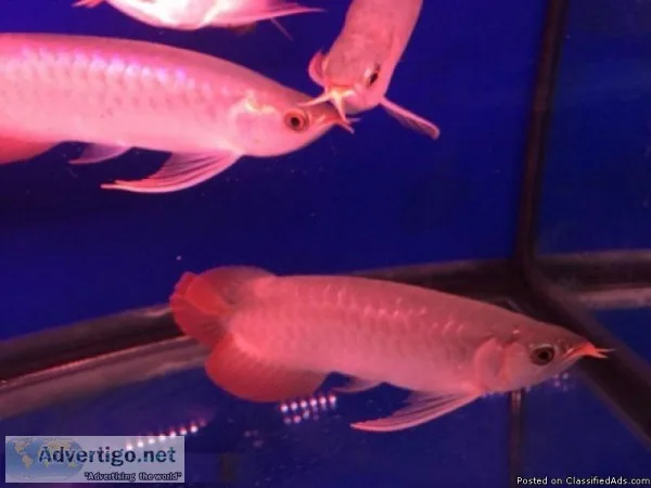 TOP QUALITY GRADE AAA AROWANA FISH