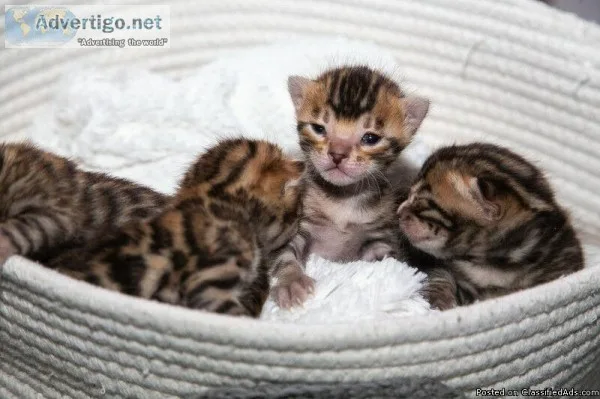 Sweet Bengal Kittens -Brown Rosetted Beauties