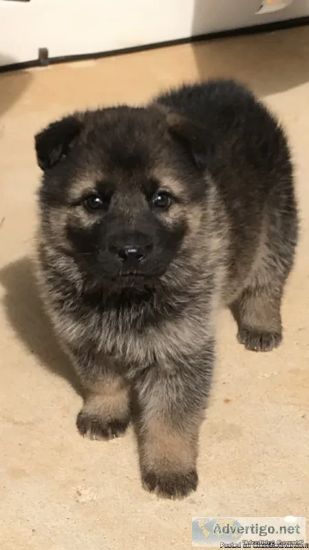 German shepherd puppies