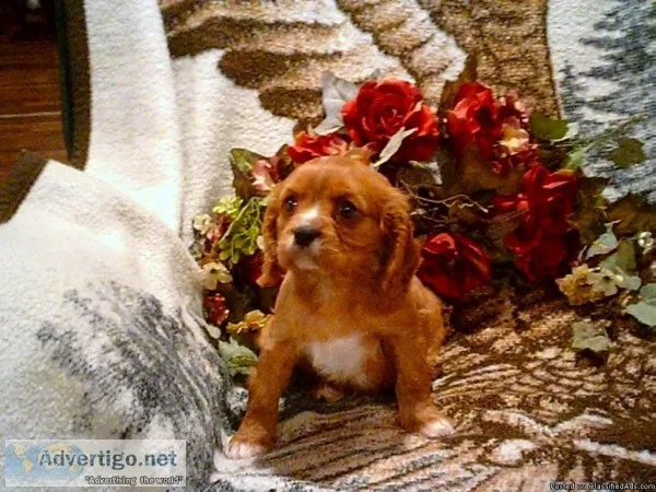 Henry Male Ruby Colored AKCACA Cavalier 330-826-1882