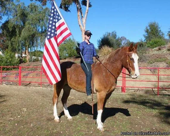 Sabino Missouri Fox Trotter Gelding