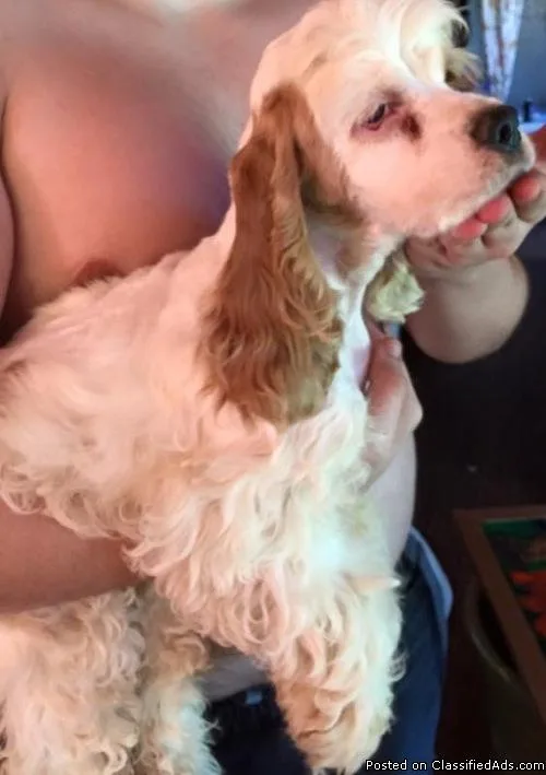 American Cocker Spaniel Puppies Ready