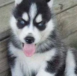 Siberian healthy Husky Puppies needing home