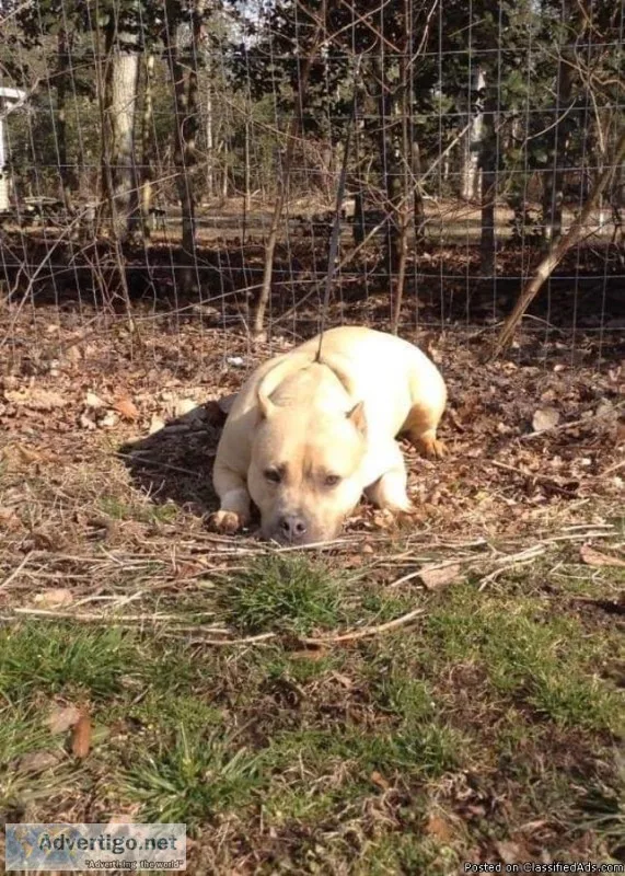 American Bully ABKC Female 10Months