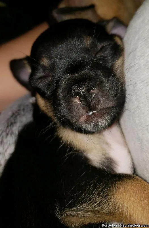 Chihuahua