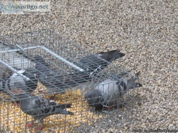 Pigeon Guard Bird Control Services in Toronto Ontario