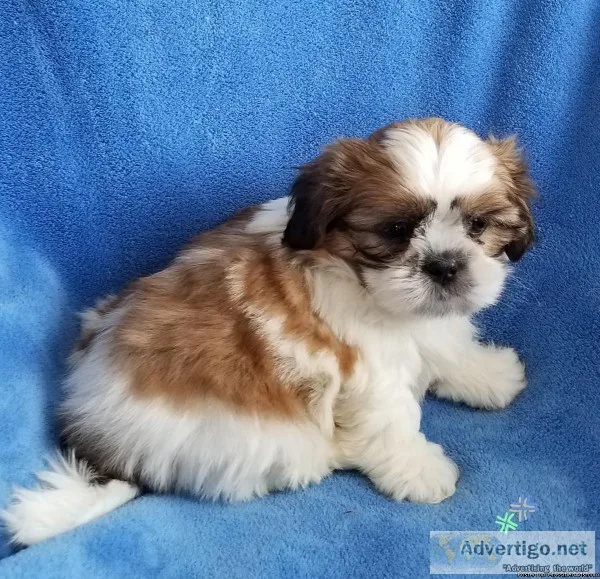 Shih Tzu Puppies