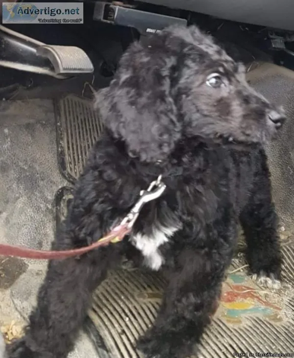 Male standard poodle puppy