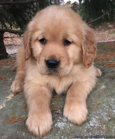 Sweet male and female Golden Retriever  pups